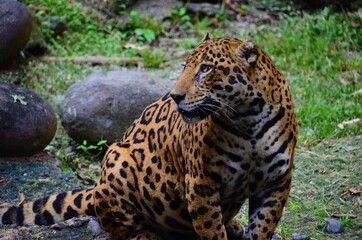jaguar