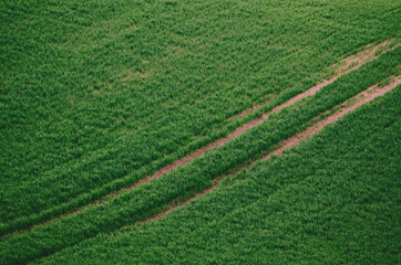 Green grass field background