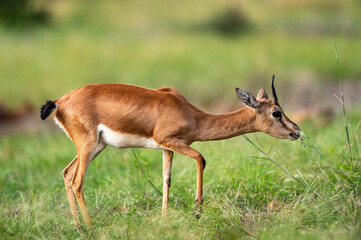 Chinkara or Indian gazelle an Antelope portrait grazing grass in natural monsoon green background at ranthambore national park or tiger reserve sawai madhopur rajasthan india - Gazella bennettii