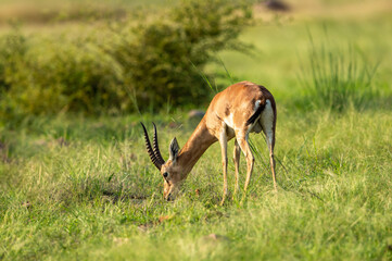 Chinkara or Indian gazelle an Antelope portrait grazing grass in natural monsoon green background at ranthambore national park or tiger reserve sawai madhopur rajasthan india - Gazella bennettii