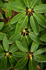 Fototapeta premium leaves in a garden