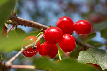Ripe cherries hanging from a cherry tree branch. Close Up Of Cherry Fruits On A Tree