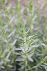 Rosemary herb bush in the garden. Close up.
