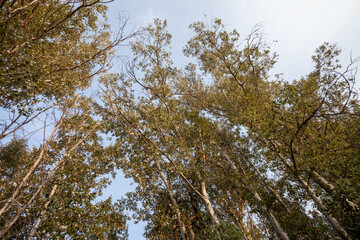 Obraz premium Natural Landscape with Big Trees