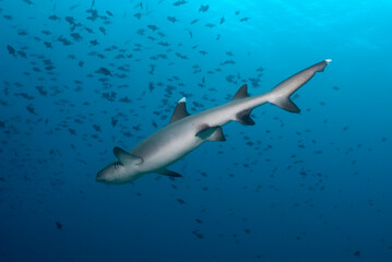 Triaenodon obesus (whitetip reef shark) in the blue. View from below.
