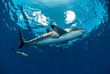 Fototapeta premium View of a silky shark from bellow