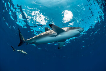 View of a silky shark from bellow