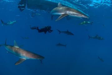 Obraz na płótnie Canvas Diver swimming among a lot of silky sharks (Carcharhinus falciformis)