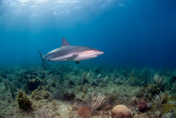 Naklejka na ściany i meble Carcharhinus perezi (Caribbean reef shark) swimming close to the coral reef