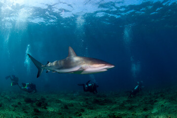 Caribbean reef shark (Carcharhinus perezi) swimming close to a group of divers