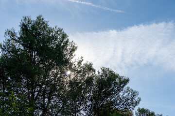 Natural Landscape with Growing Vegetation