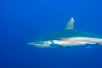 Detail of a grey reef shark (Carcharhinus amblyrhynchos) in the blue
