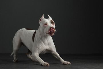 portrait of a dog on a black background. American pit bull terrier in studio