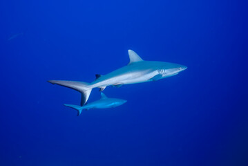 Couple of grey shark (Carcharhinus amblyrhynchos) swimming in the blue