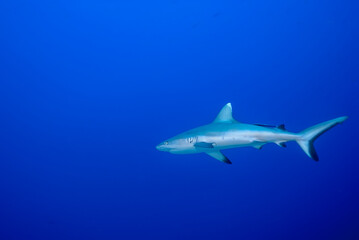 Fototapeta premium Grey shark (Carcharhinus amblyrhynchos) alone in the blue