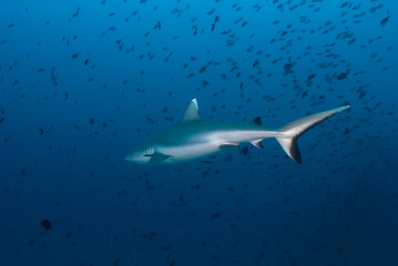Carcharhinus amblyrhynchos (gray reef shark) getting away among a school of fishes