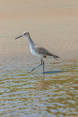 bird of Costa Rica