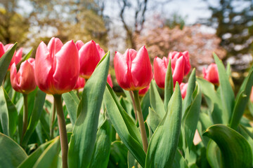 Colorful tulips flowers bloom in springtime