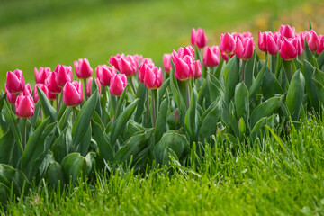 Colorful tulips flowers bloom in springtime