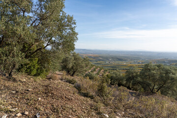 Natural Landscape with Olive Trees