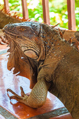 Iguana of Costa Rica