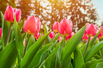 Colorful tulips flowers bloom in springtime