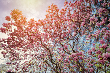 Magnolia tree with flowers in springtime