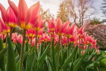 Colorful tulips flowers bloom in springtime