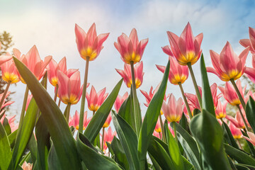 Colorful tulips flowers bloom in springtime