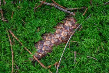 Fichtenzapfen im Moos