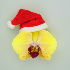 Christmas yellow orchid in Santa Claus costume on a  gray background. Decorated flower for the New...