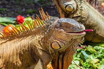 Iguana of Costa Rica