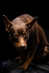 Portrait of a dog of breed Australian Kelpie on a black background