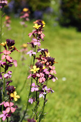 Close up of Erysimum `Chelsea Jacket`
