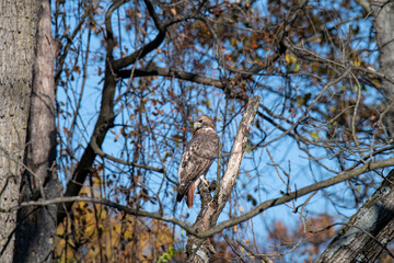 red tailed hawk taking a look behind perched in a black walnut tree