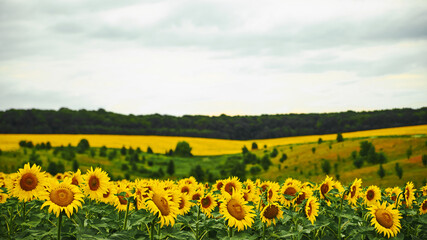 Obraz premium Summer on the sunflowers field. Agriculture and rural background