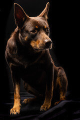 Portrait of a dog of breed Australian Kelpie on a black background