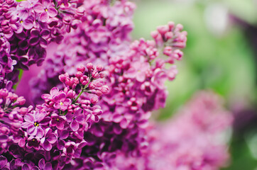Fototapeta na wymiar Spring lilac flowers