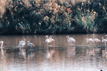 Flamingos hanging out in the lake