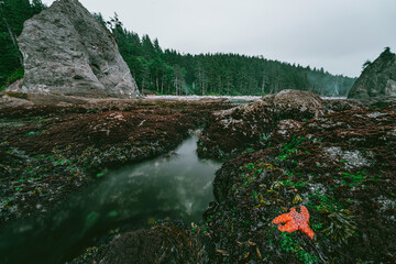 Olympic National Park