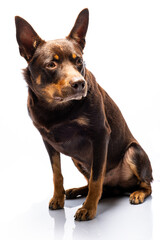 Portrait of a dog of breed Australian Kelpie on a white background