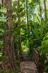 Iguana of Costa Rica