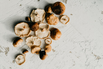 Bunch of fresh collected shiitake mushrooms