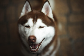 siberian husky satisfating portrait