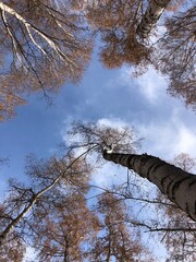 Fototapeta premium trees and sky