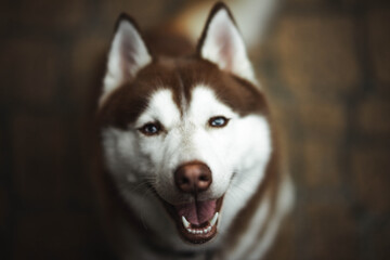 siberian husky dog smiling © RiPascual