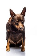 Portrait of a dog of breed Australian Kelpie on a white background