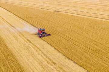 one red harvest combine harvests wheat at sunset  Agronomy and farming. drone photography. the harvesting process