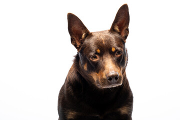 Portrait of a dog of breed Australian Kelpie on a white background