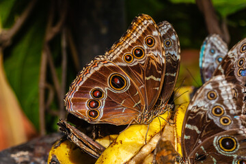 Butterfly of Costa Rica